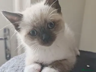 Siamese cats ❤️❤️❤️ Adorable blue-point Siamese kittens ❤️❤️❤️ - Advert 9