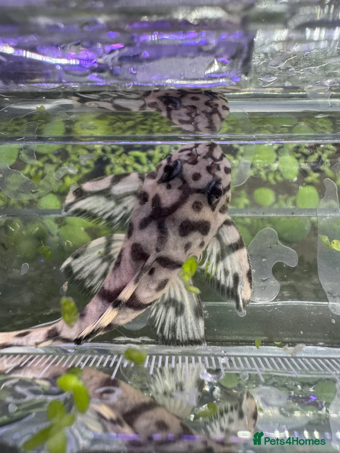 Plecos fish for sale: L236SWandRB mix 3male 5female - Advert 12