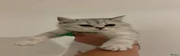British Shorthair cats for sale: Stunning Snow Spot BSH Kittens  - Advert 7