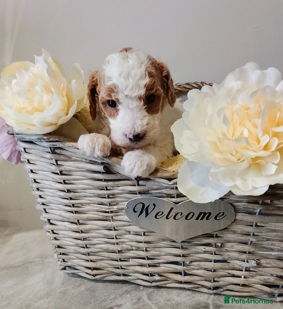 Cavapoo dogs for sale: Miniature cavapoos  - Advert 10