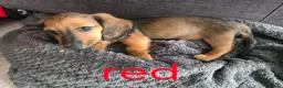 Dachshund dogs for sale: Miniature dachshunds  - Advert 10