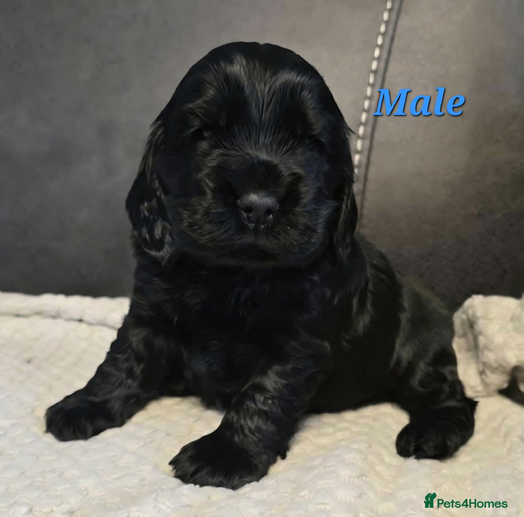 Cocker Spaniel dogs for sale: Pedigree English Cocker Spaniel Puppies for sale - Advert 3