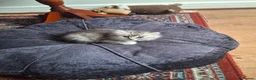Persian cats for sale: Persian chinchilla  - Advert 10