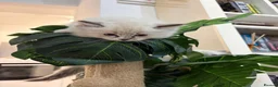 Ragdoll cats for sale: 4 beautiful, gentle, fluffy and active kittens  in Glasgow - Advert 16
