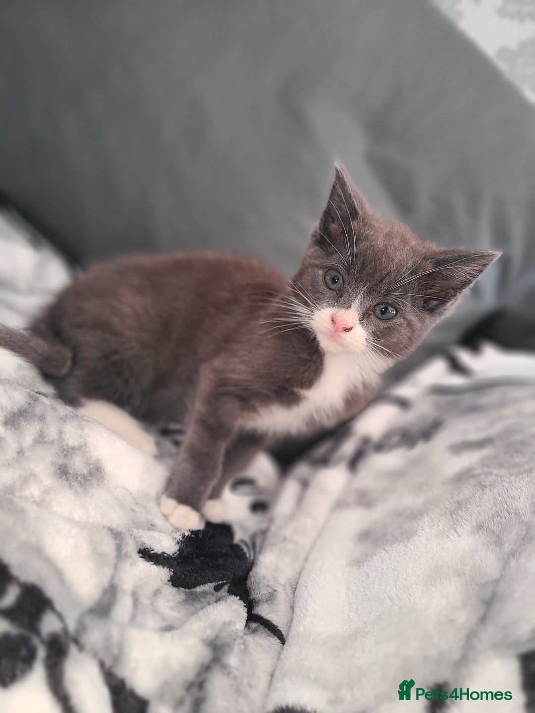 British Shorthair cats for sale: Bsh x tabby kittens  - Advert 9