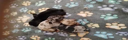 Miniature Dachshund dogs for sale: 🐾 Beautiful Miniature Dachshund Puppies 🐾 - Advert 18