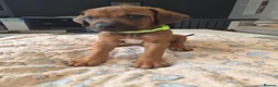 Rhodesian Ridgeback dogs for sale: KC Registered Rhodisian Ridgebacks  - Advert 19