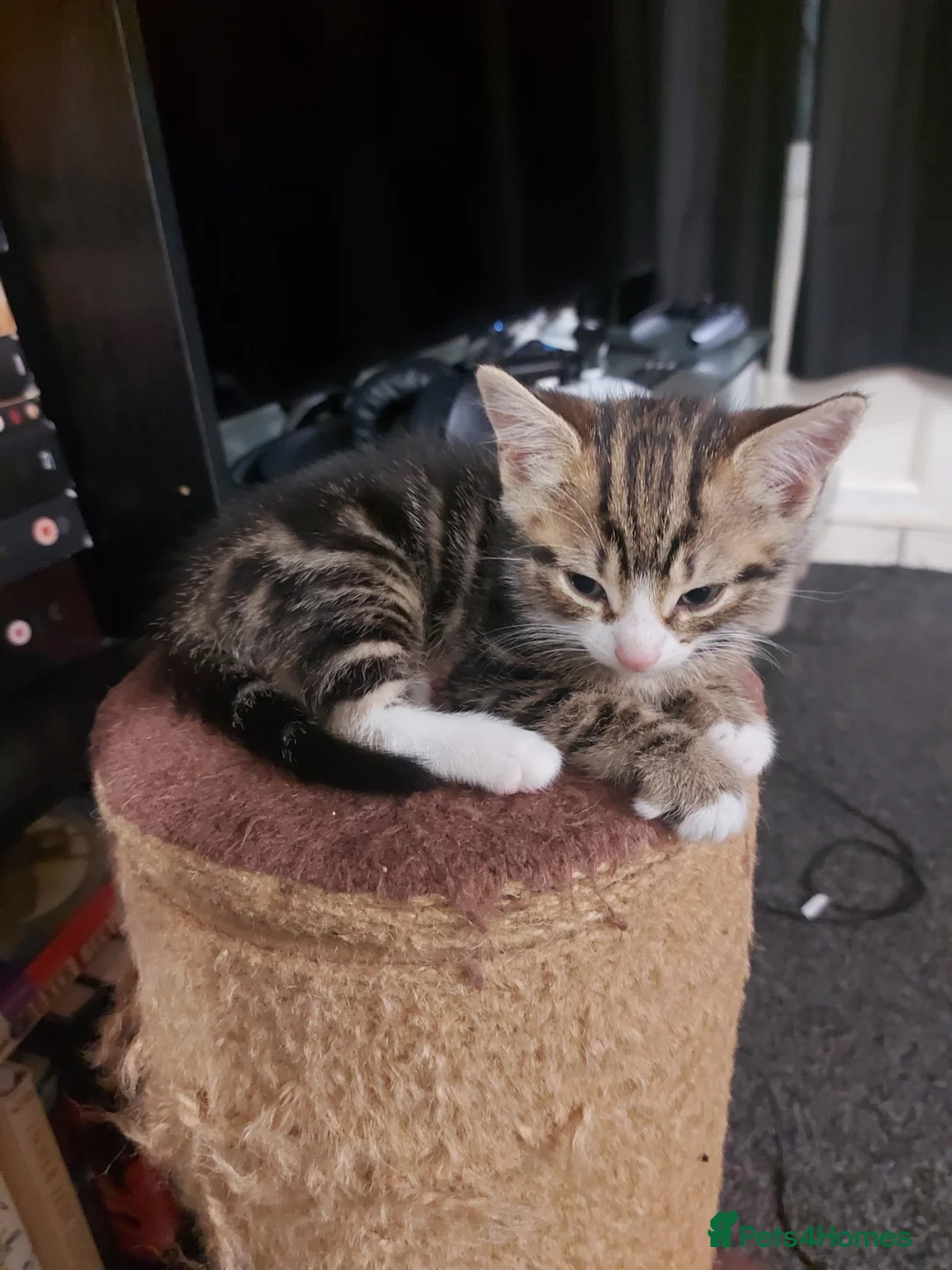 Mixed Breed cats for sale: Adorable Kittens for Sale! - Advert 1