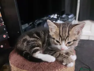 Mixed Breed cats Adorable Kittens for Sale! - Advert 1