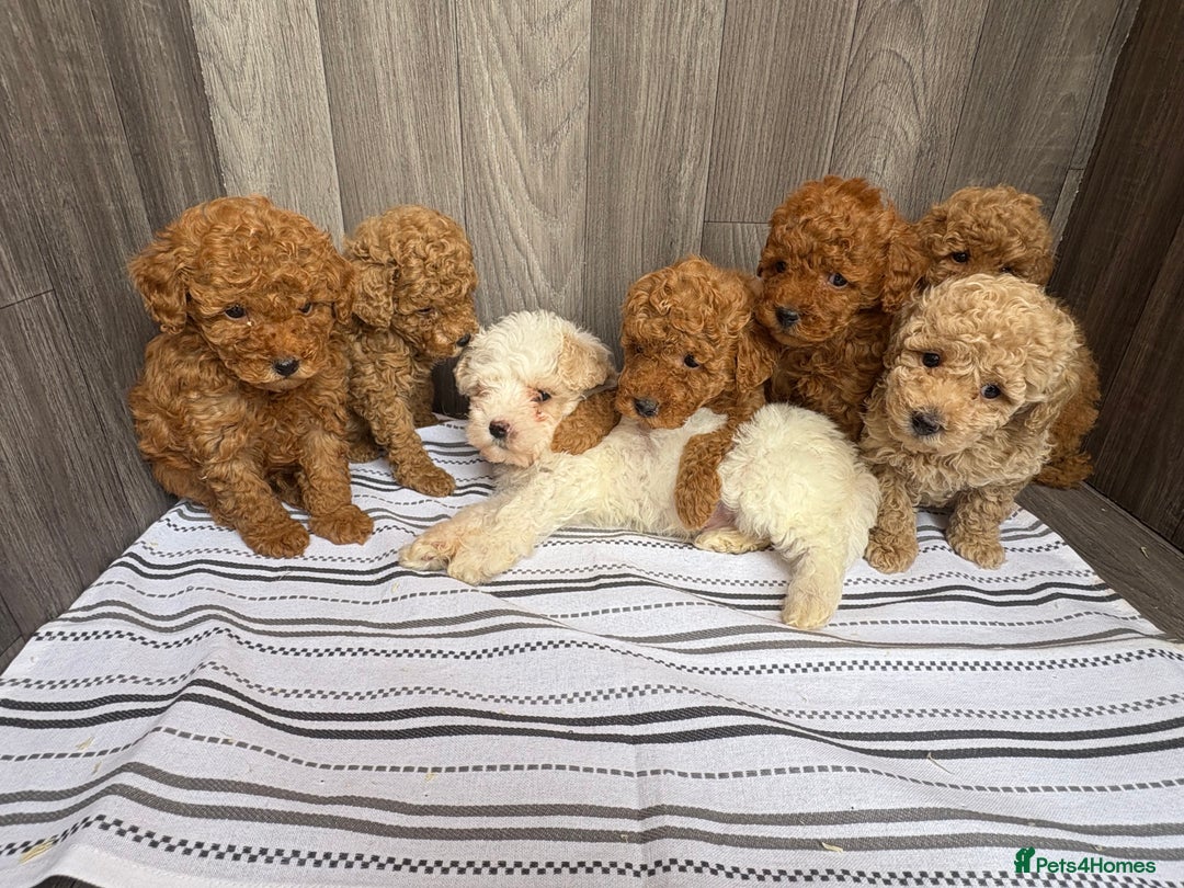 Maltipoo dogs for sale: Miniature F1 multipoo puppies - Image 4