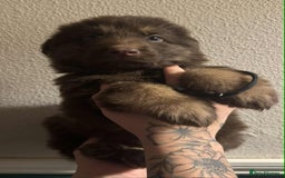 German Shepherd dogs for sale: Beautiful straight back German Shepherds  - Image 26