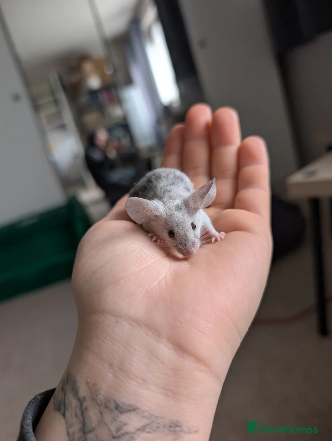 Mouse rodents for sale: Female and male splashed fancy mice - Advert 2