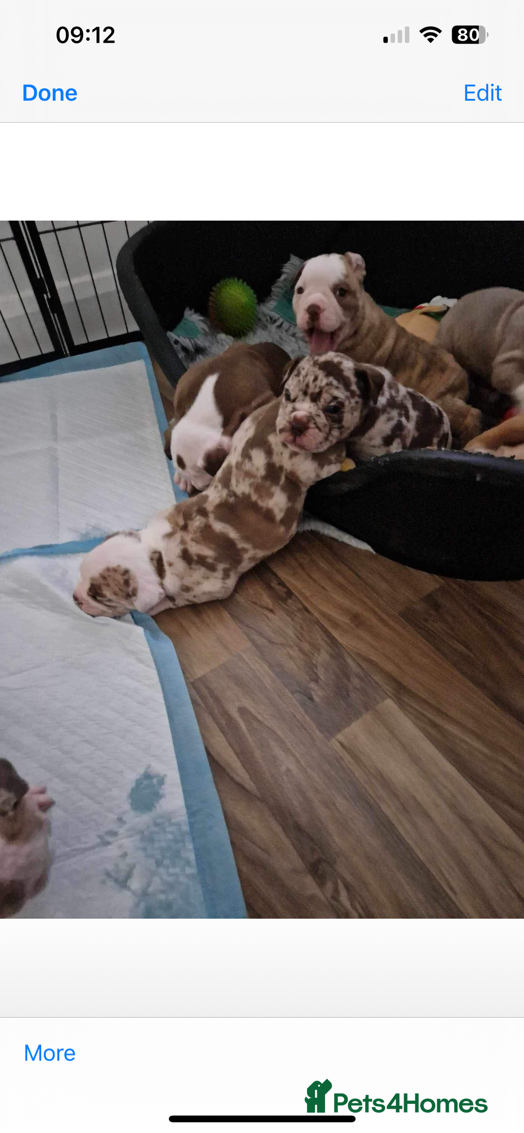 Olde English Bulldogge dogs for stud: OEB 🐶⭐️DEL~BOY ⭐️🐶 First time Stud  - Image 2