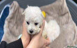 Bichon Frise dogs for sale: Beautiful Bichon Frise only 1 available  - Image 29