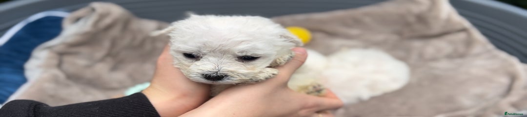 Bichon Frise Puppy 1