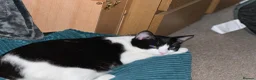 Mixed Breed cats for sale: Brother and sister rehoming  in Ashby-de-la-Zouch - Advert 7