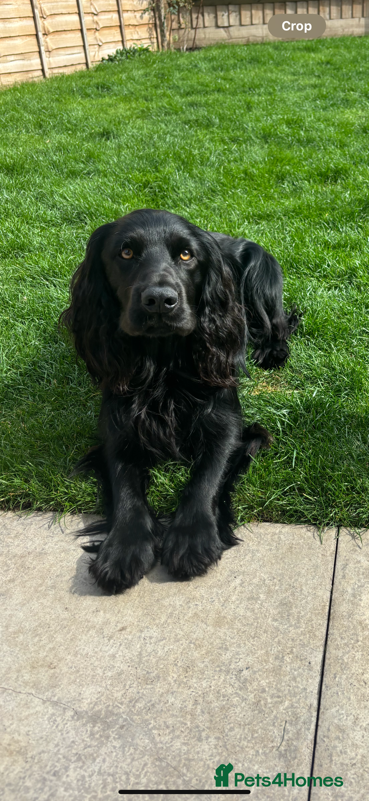 Cocker Spaniel dogs Proven Working Cocker, Stud available - Advert 3