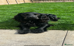 Cocker Spaniel dogs for stud: Dark star Beau, Working Cocker, Stud available - Image 1