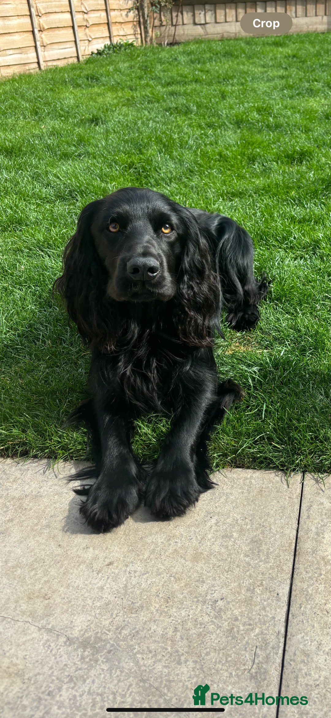 Cocker Spaniel dogs for stud: Dark star Beau, Working Cocker, Stud available - Image 1