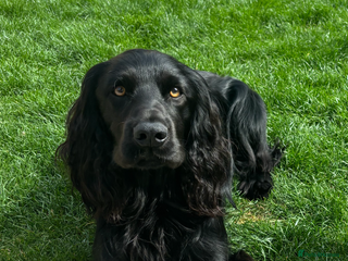 Cocker Spaniel dogs - Advert 36