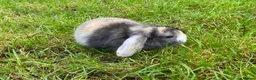 Mini Lion Lop rabbits for sale: Mini lops for sale - Advert 3