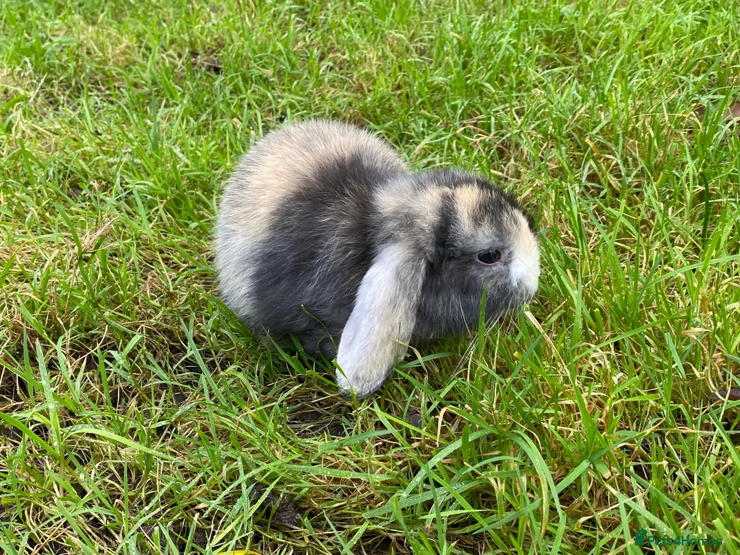 Mini Lion Lop rabbits for sale: Mini lops for sale - Advert 3