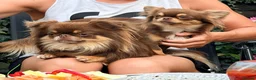 Chihuahua dogs for sale: Two chihuahua brothers looking for a new home - Advert 11