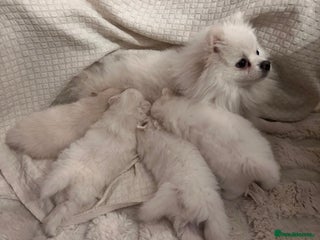 Pomeranian dogs Sweet boy Pomeranian puppy - Advert 1