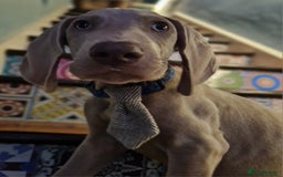 Weimaraner dogs for sale: Beautiful boy and girl looking for homes - Image 1