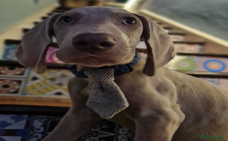 Weimaraner dogs - Advert 3