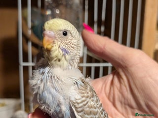Budgerigars birds Hand tamed baby budgies for sale - Advert 1