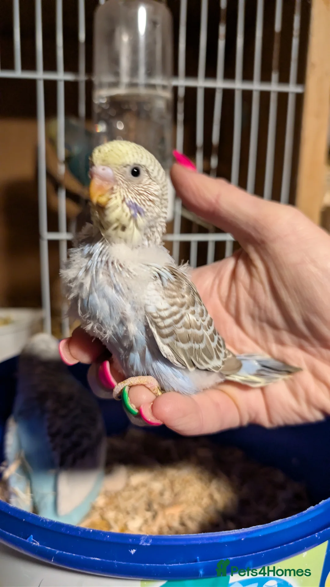 Budgerigars birds for sale: Hand tamed baby budgies for sale - Advert 2