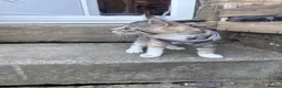 Mixed Breed cats for sale: Two female kittens (4months) - Advert 3