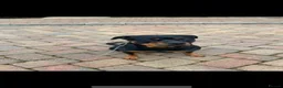 Mixed Breed dogs for sale: Lab X rottie pups  in Bristol - Advert 6