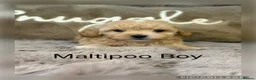 Maltipoo dogs for sale: Maltipoo Babies  - Advert 3