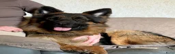 German Shepherd dogs for stud: Handsome boy , for STUD  - Advert 5
