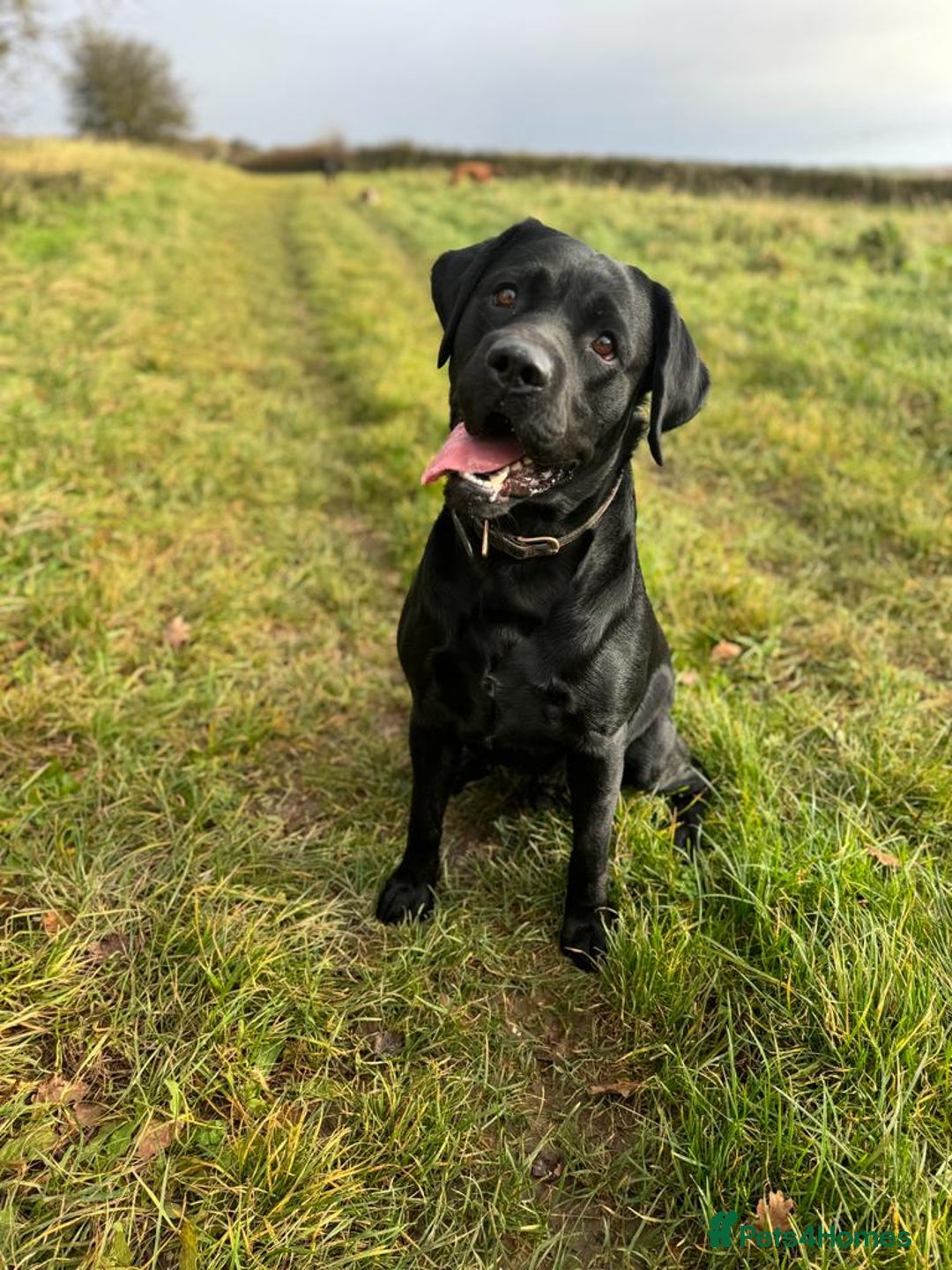 Labrador Retriever dogs for stud: One-Off Stud Opportunity. KC checked & registered - Image 5