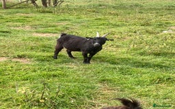 Goats livestock for sale: Gorgeous pigmy goats for sale - Image 10
