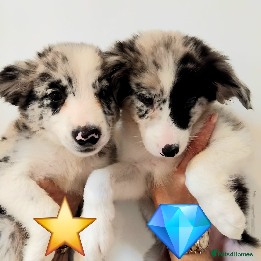 Border Collie dogs for sale: Stunning litter of blue merle border collies - Image 20