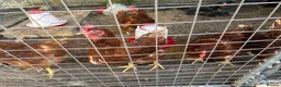 Chickens poultry for sale: 6 ISA Brown point of lay chickens  in Birmingham - Advert 3