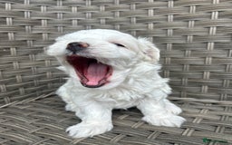 Maltipoo dogs for sale: Champagne and white, extensively health tested - Image 6