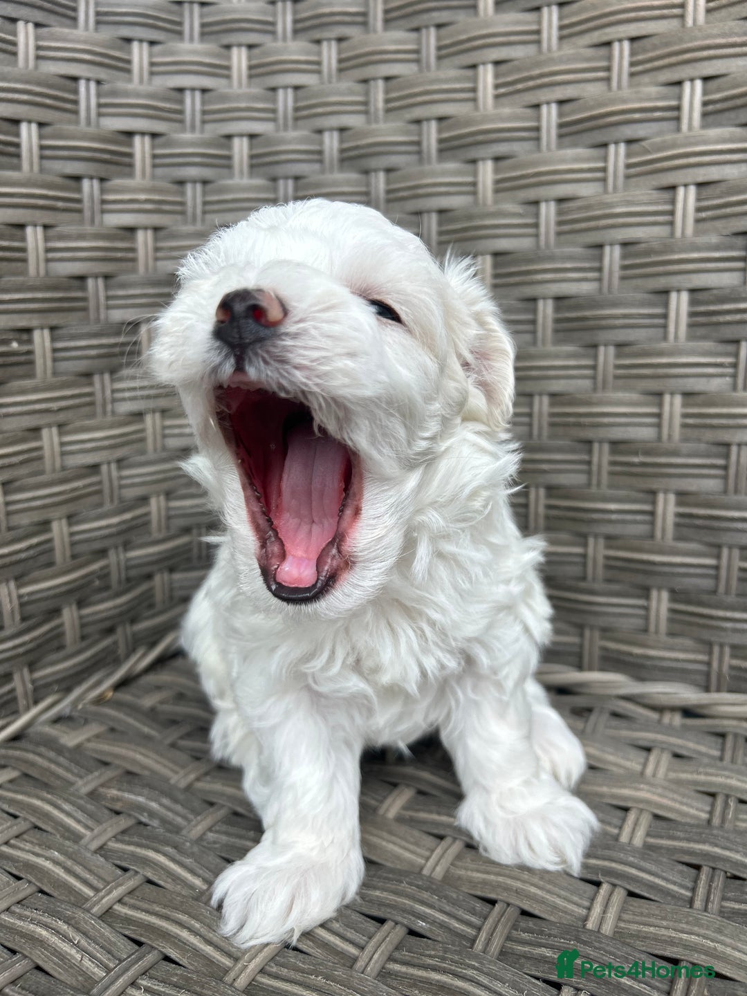 Maltipoo dogs for sale: Champagne and white, extensively health tested - Image 6