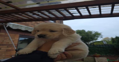 Golden Retriever dogs - Advert 4
