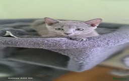 Russian Blue cats for sale: TICA 5* Pedigree Russian Blue Kittens - Image 22