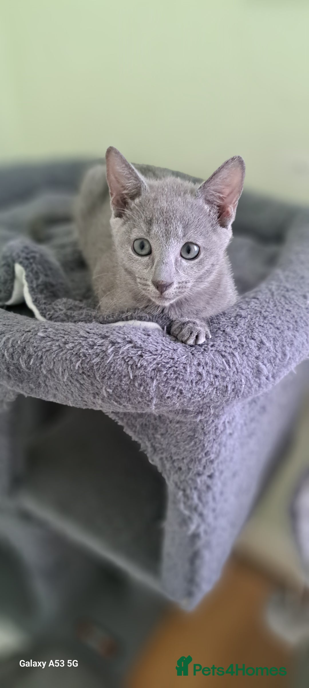 Russian Blue cats for sale: TICA 5* Pedigree Russian Blue Kittens - Image 22