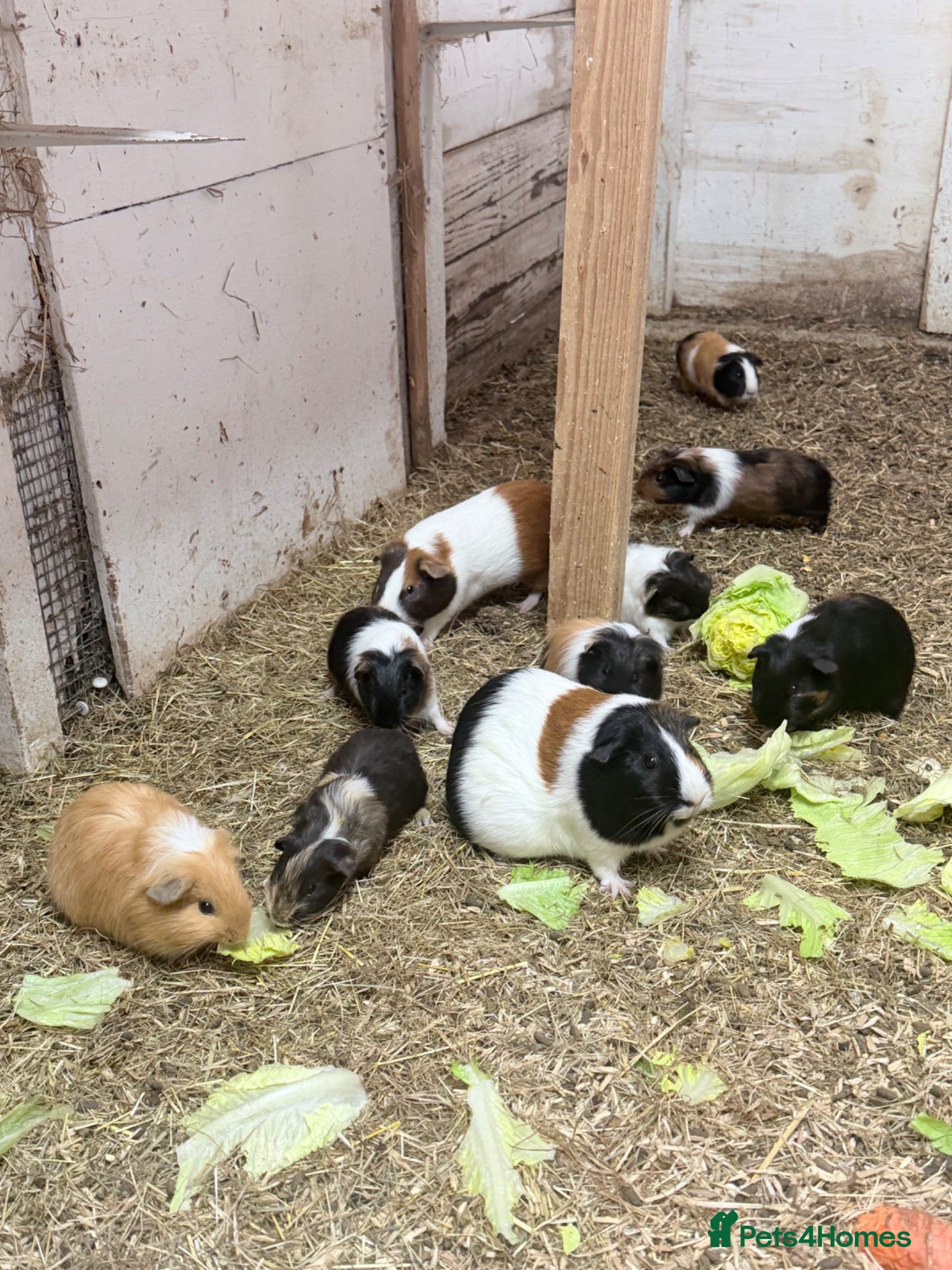 Guinea Pig rodents Beautiful guinea pigs  - Advert 2