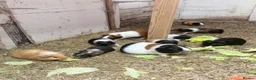 Guinea Pig rodents for sale: Beautiful guinea pigs  in Newcastle upon Tyne - Advert 2