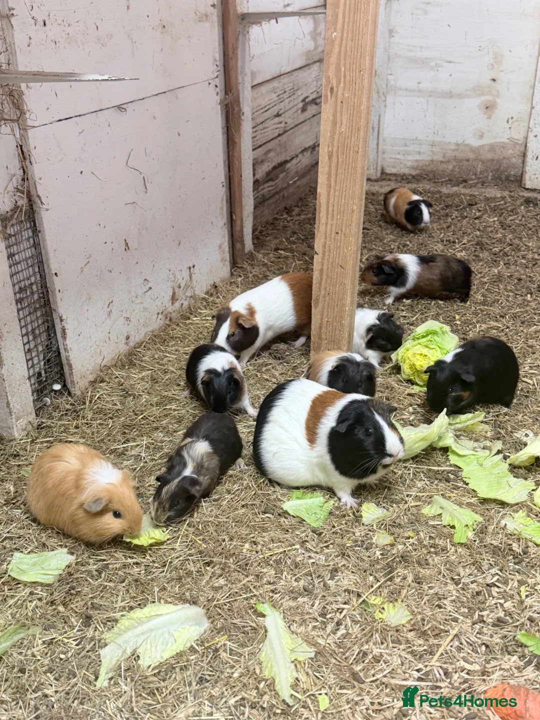 Guinea Pig rodents for sale: Beautiful guinea pigs  in Newcastle upon Tyne - Advert 2