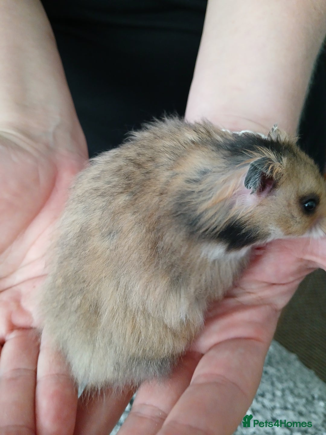 Hamster rodents for sale: Baby syrian hamsters - Image 7