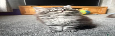 Maine Coon 6